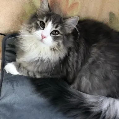 Profile image of Cyrus