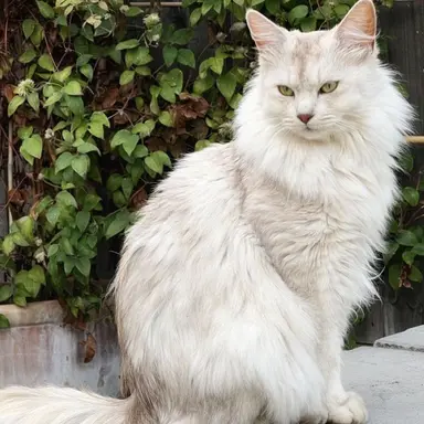 Profile image of Flurry