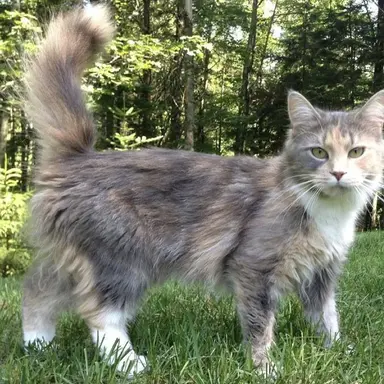 Profile image of Asher