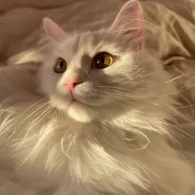 Profile image of Kayla