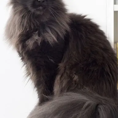 Profile image of Leora