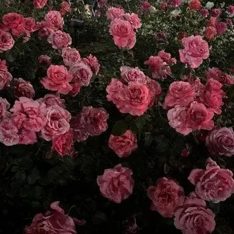 Profile image of 마플