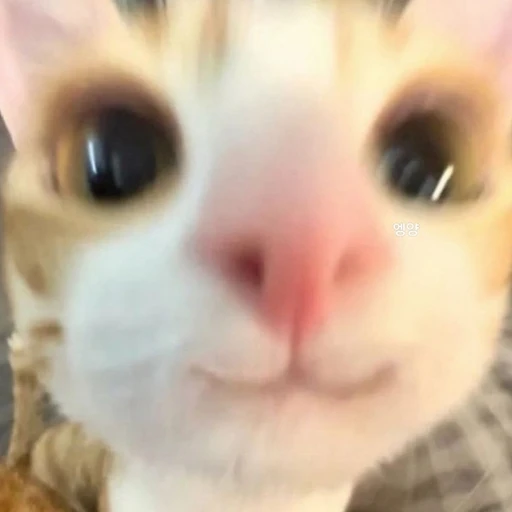 엥양