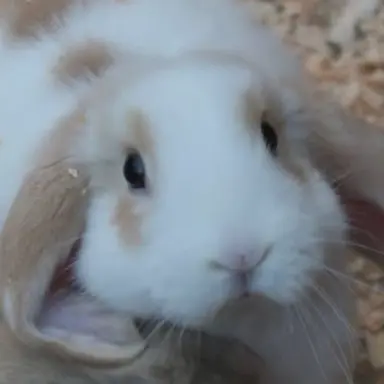 Profile image of 유하람