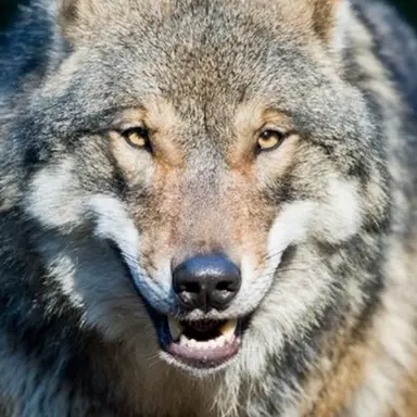 Profile image of 늑대
