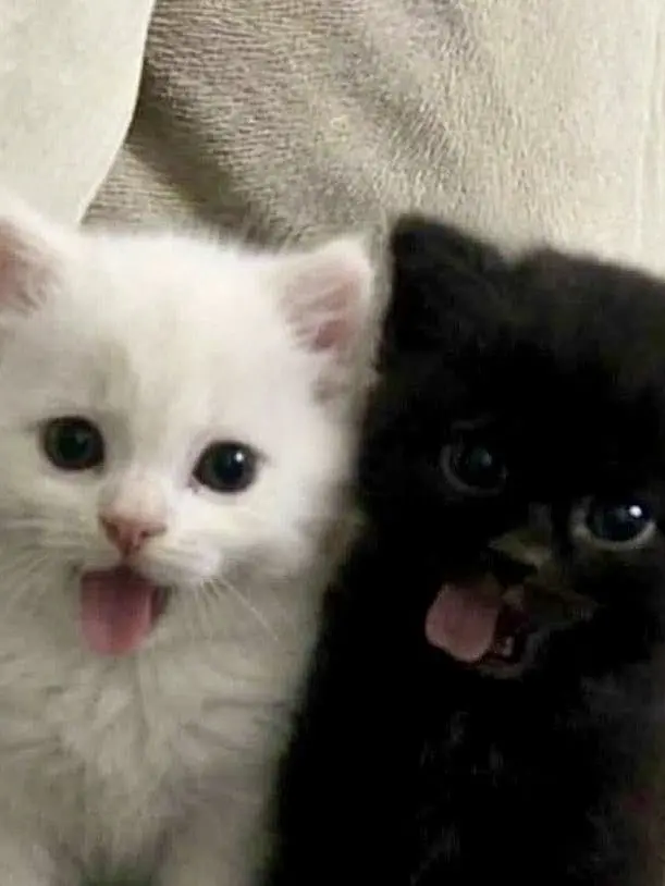 uhhhhh_huhuh의 どっちが好きなんだろう