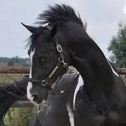 Profile image of Nyx