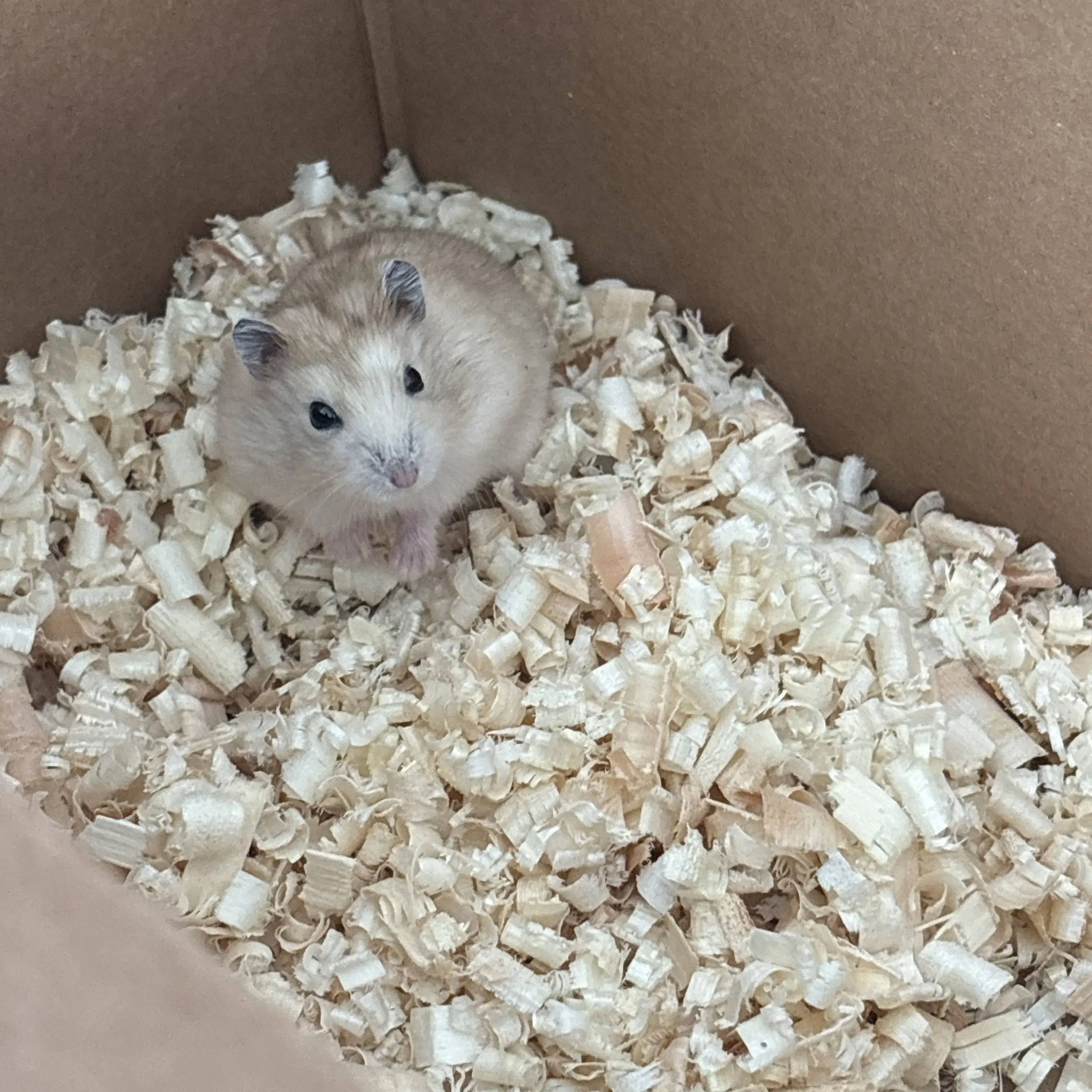 SoftRisk8398의 언술전의 오이영막내딸