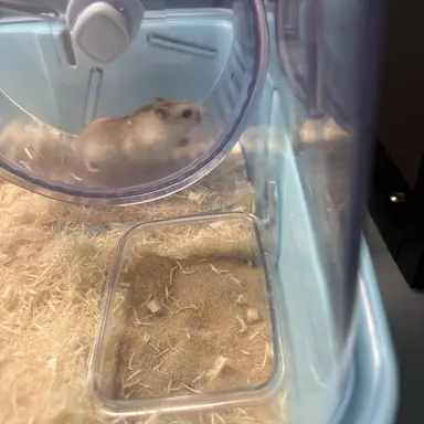 Profile image of 오이영