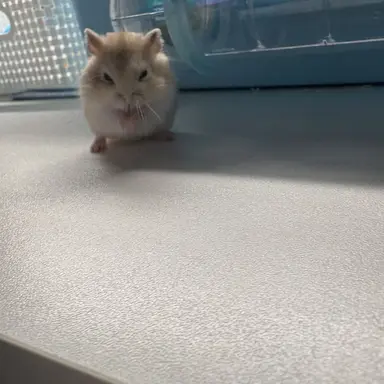 Profile image of 오주아