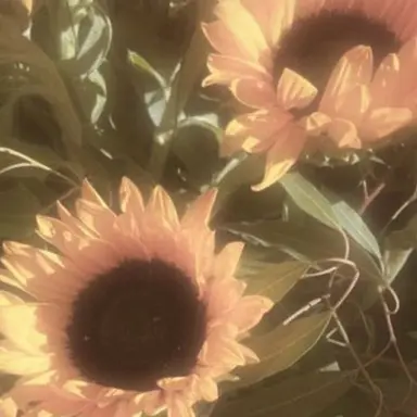 Profile image of 놀리