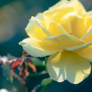 Profile image of 藤澤涼架