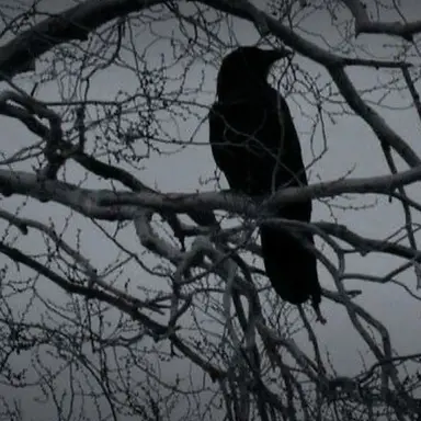 Profile image of 루이스 폰 하멜