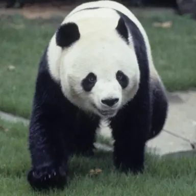 Profile image of パンダ