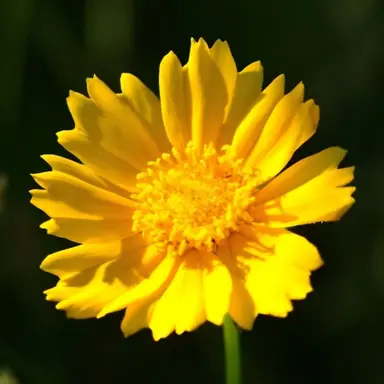 Profile image of 헨리