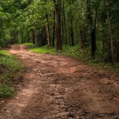 Profile image of Forest