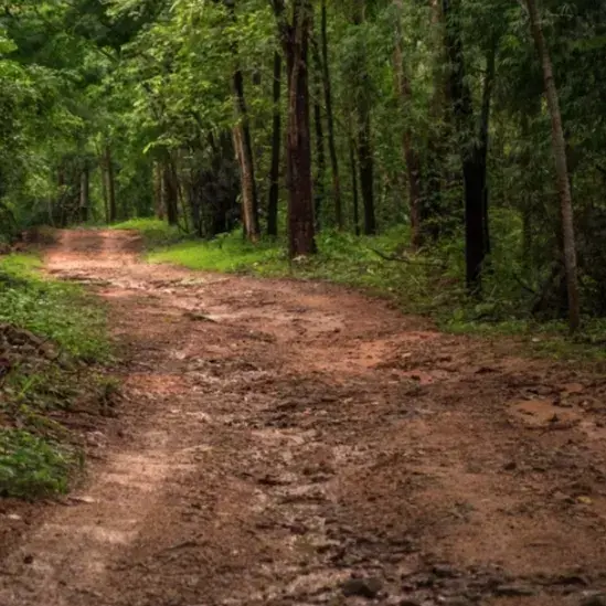 NuttyShock0648의 Forest