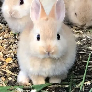 Profile image of 시지후