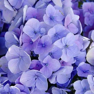 violet_의 호시나 소우시로