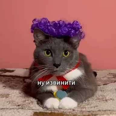 Profile image of 코티나