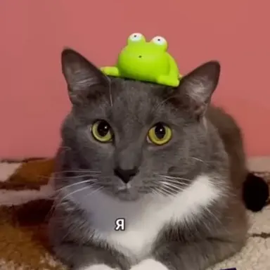 Profile image of 쿠세프