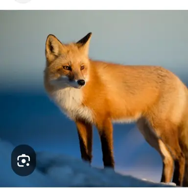 Profile image of 여우