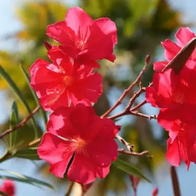 Profile image of 서라더