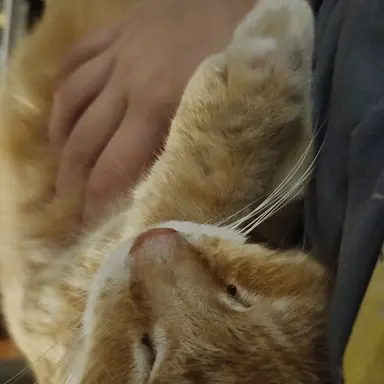 Profile image of Nedzu