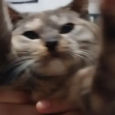 Profile image of 소화