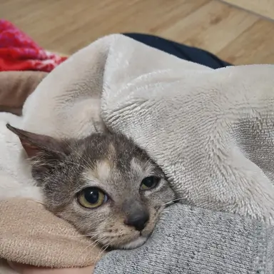 Profile image of 라넌