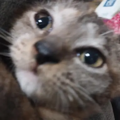 Profile image of 리안