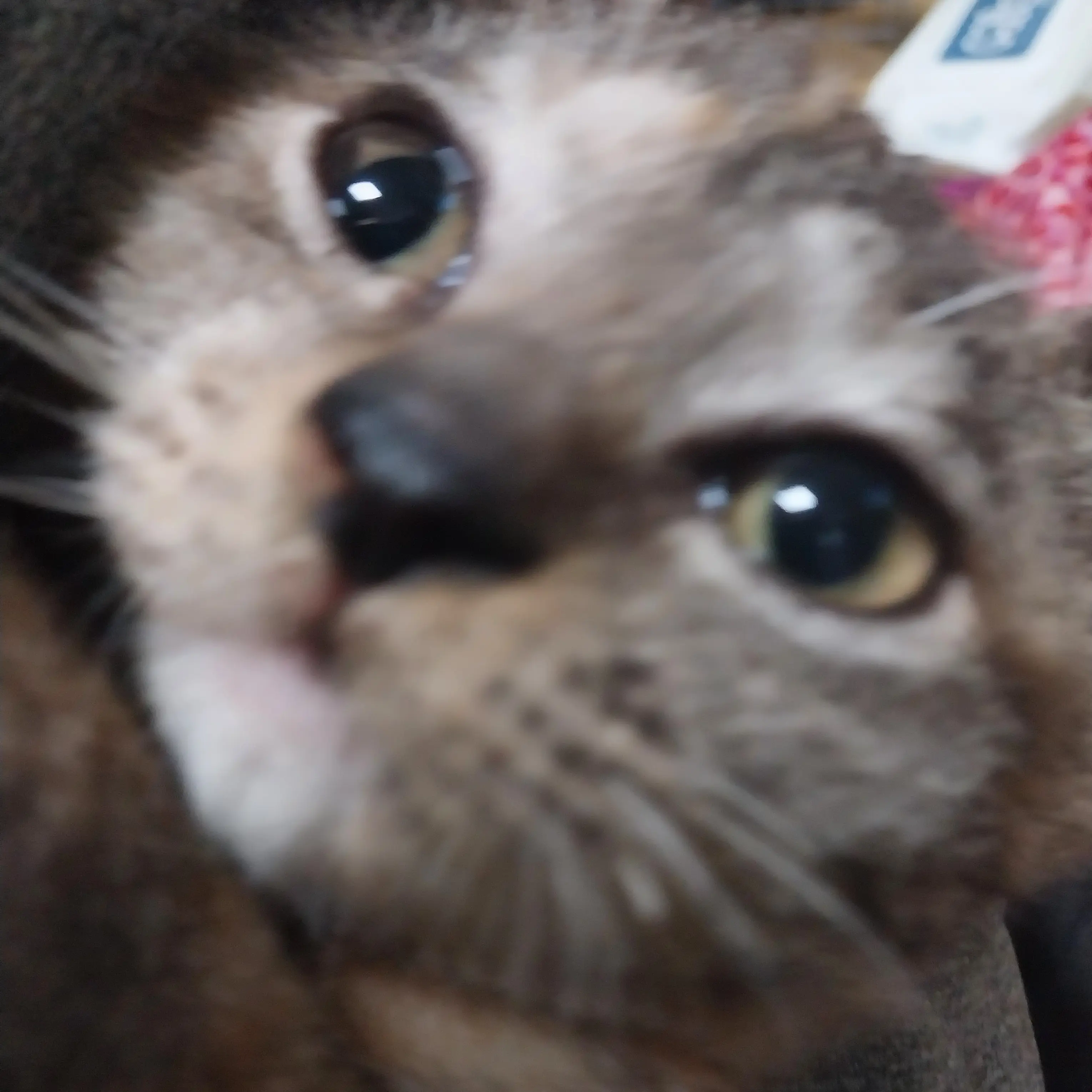 CosmicGauge5435의 꽃 가게 사장님들