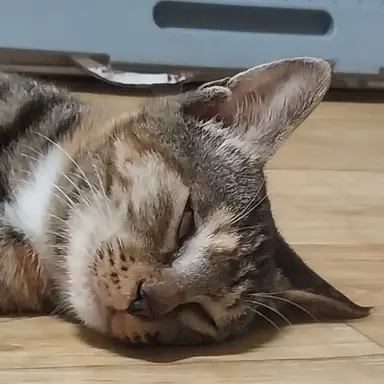 Profile image of 무화