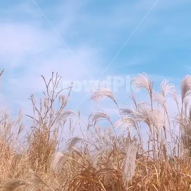 Profile image of 박잠뜰