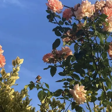 Profile image of 덕개