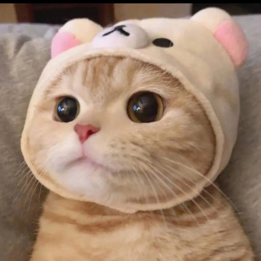 RashTongs4480의 길냥이