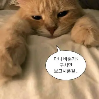 StockyLoris3430의 루피 해적단