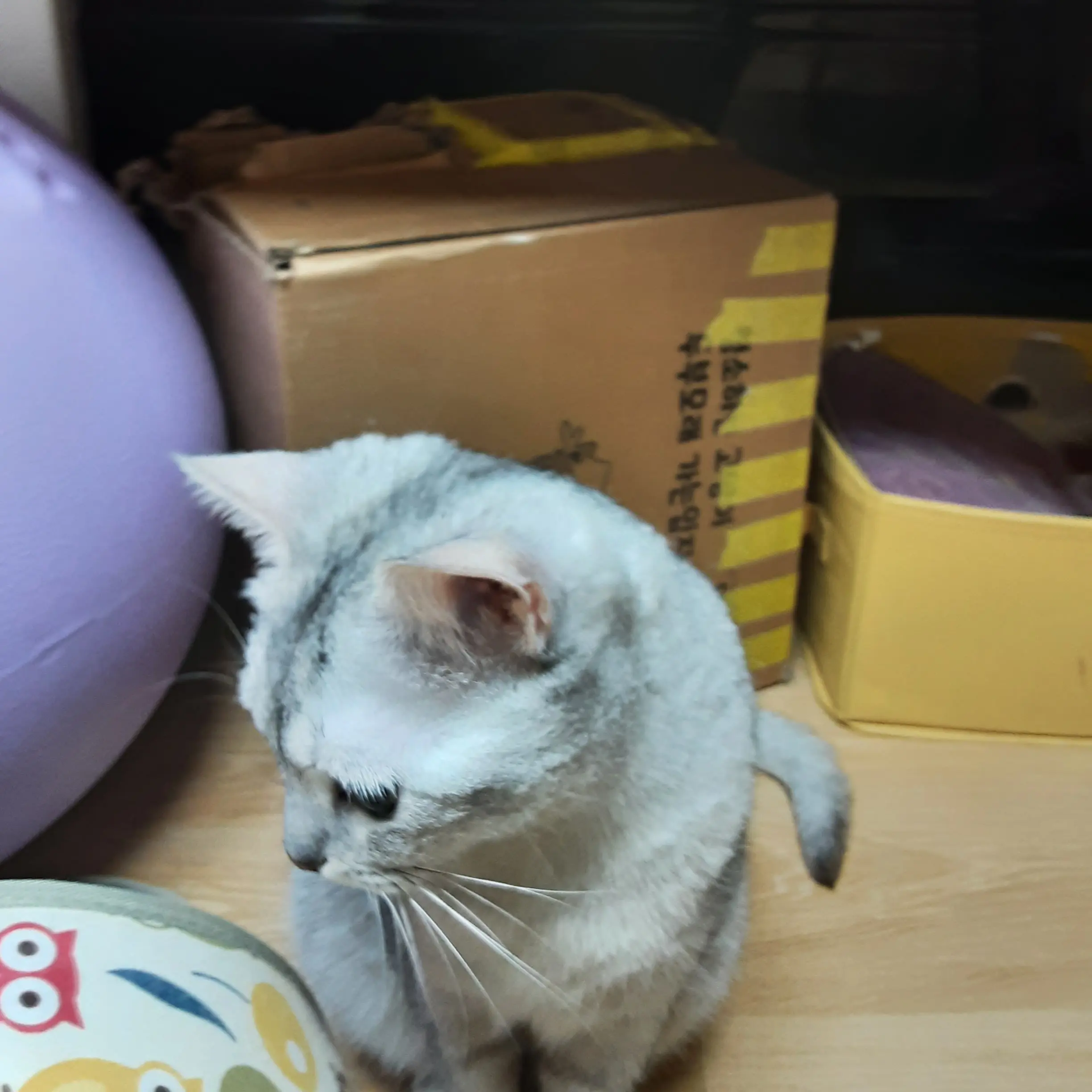 FestalRival5515의 까미