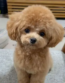 Profile image of 칸나