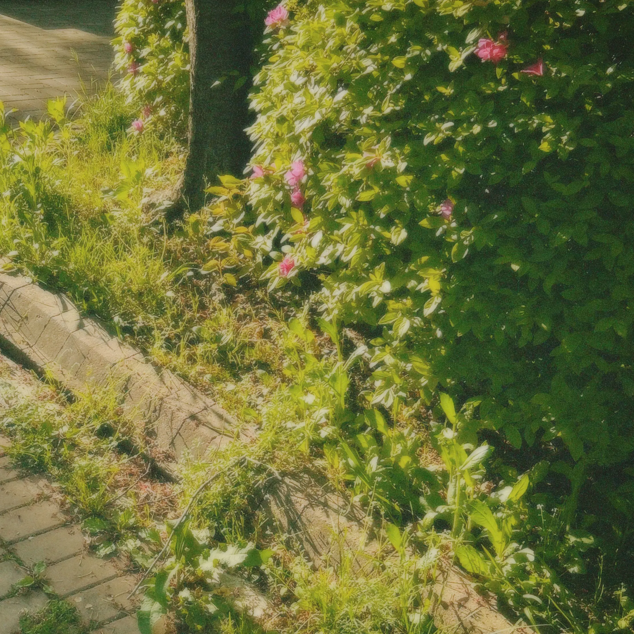 t_xn.a1의 𝐿𝑢𝑐𝑖𝑎𝑛 