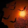 Profile image of The Halloween party