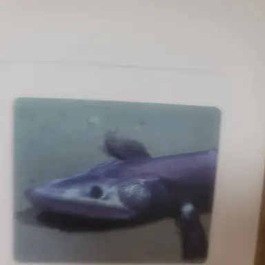 Profile image of 김늑대