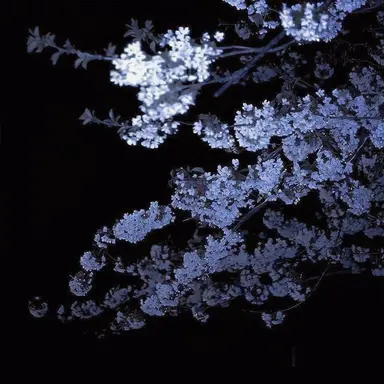 Profile image of 자일초