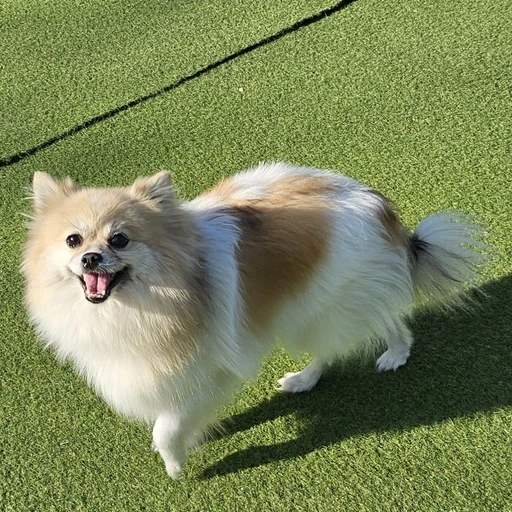아프강아지 2편