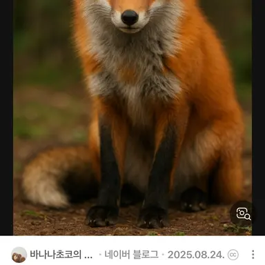 Profile image of 여우