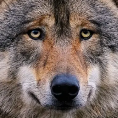 Profile image of 늑대