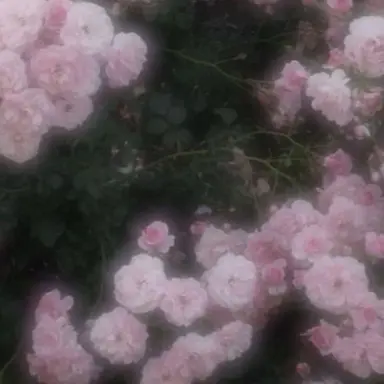 Profile image of 絢香