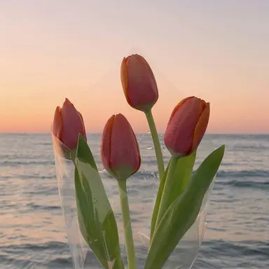 Profile image of 本田響矢