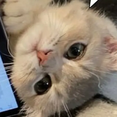 Leejingjing의 이리노