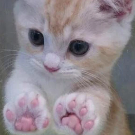 세즈